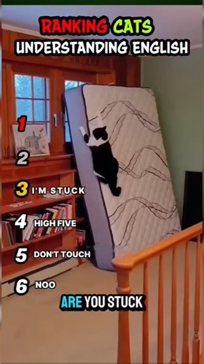 How Cats Understand English 😺🧠 | Cat Intelligence Explained#shortvideo #edit