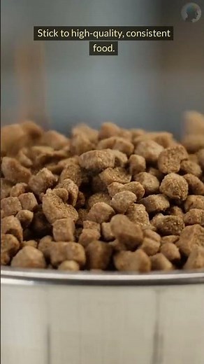 Stop Your Cat From Vomiting NOW! Vet Secrets Revealed