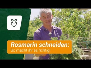 Cutting rosemary: How to do it right!