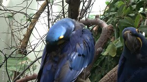 Vibrant blue Hyacinth macaws ( Anodorhynchus hyacinthinus ) , close up