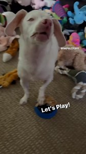 2.1K reactions · 20 shares | Button Up! Piggy wanted to play and he...