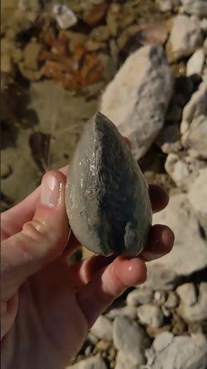 Protocardia texana clam fossil Goodland formation North Texas