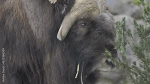 Closeup footage of a Musk ox standing next to plants in its territory at the daytime
