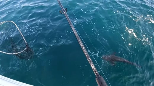 These fish follow manta rays – cobia fishing explained