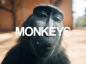 Nez | Hello Monkeys! (fun 2-3hc) matching edit - sdt: @sharespirit @suoicsiv @damnjylhn @scxaaar @crimson__ae . . ignore: #monkey... | Instagram