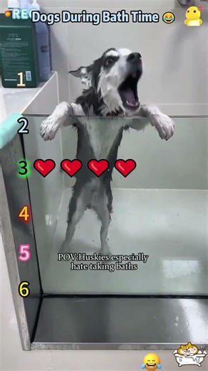 Dogs During Bath Time 😂
