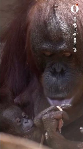 🦧Nace un orangután de Borneo en Bioparc Fuengirola, especie en peligro crítico de extinción