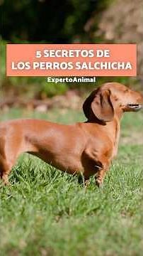 5 Things NO ONE TELLS YOU about DACHSHUNDS 🐕🤫 #shorts