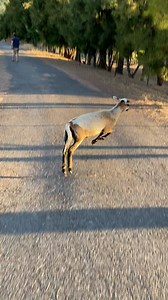 He hops around with excitement whenever he hears his dog best friend's name called 💞 We spoke to Franklin's mom, Emily, about how Franklin came out of his shell once he met his older "brother" and gave him a headbutt, and how they love to race each other in the backyard! Keep up with The Open Barn Animal Sanctuary on Instagram: http://thedo.do/the_open_barn | The Dodo
