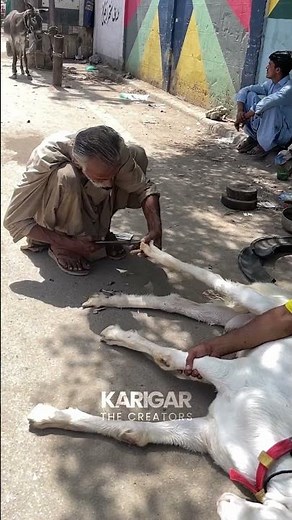 Goat Hoof Care Step by Step