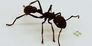 Four-Legged Walking Robot Is Smaller Than an Ant's Face