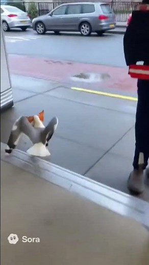 “Seagull Caught Stealing Chips Inside Grocery Store 😂🦩” #animals #wildanimals #funny #leopard #sora2