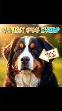 Meet the Bernese Mountain Dog — The CUTEST Dog Breed on Earth #dog #dogs #shorts