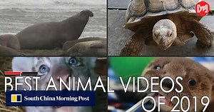 Best animal videos of 2019