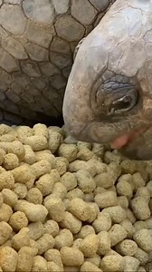 Watch our giant Aldabra eat their tortoise chow up close 🐢 | Florida Iguana and Tortoise Breeders