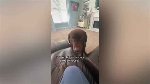 Dogs React To Life360 Notifications, Knowing Owners Are Coming Home