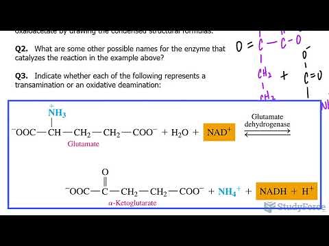 Transamination and Oxidative Deamination