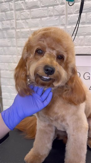 Fluffy Poodle Grooming Tips and Techniques