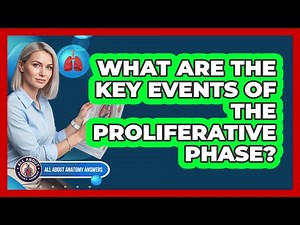 What Are The Key Events Of The Proliferative Phase?