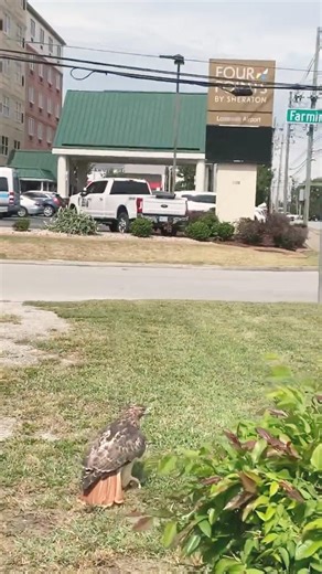 Red tail city hawk grabs a rabbit