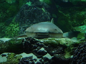 Sharks 101: An Introduction to Shark Biology