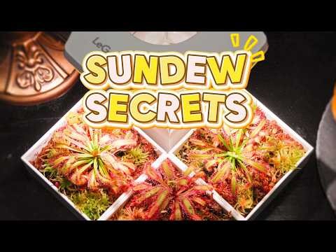 How to Propagate Sundews: From 1 to 4 in Minutes!