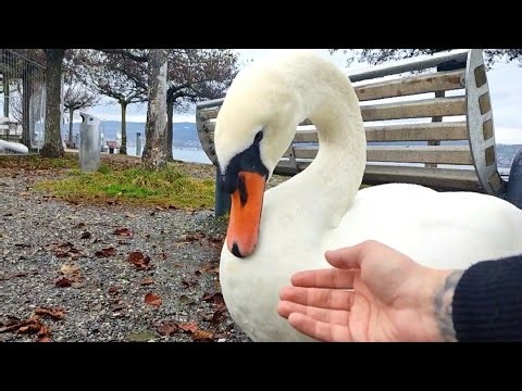 Can you pet a swan?