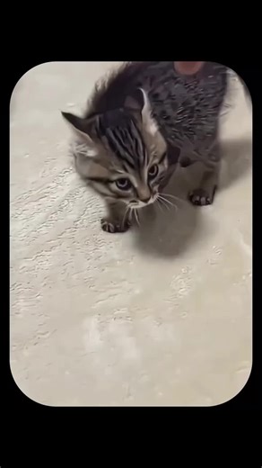 Ew Cat #EwCat #Cats #Коти #HopeCore