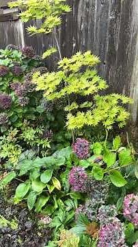 Autumn Moon, Full Moon Japanese Maple - September 2025