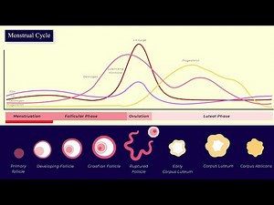 The Menstrual Cycle | Simplified | Class 12
