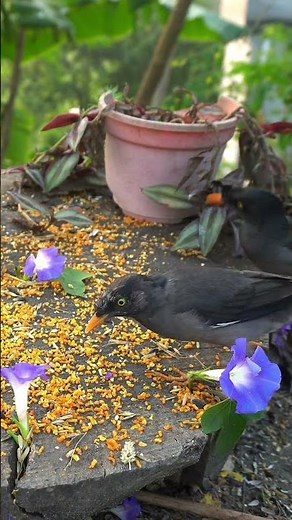 cat videos for cats to watch ocean birds