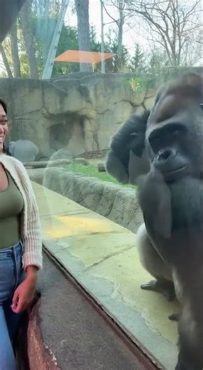 Gorilla Tries to Impress Woman, But His Partner has other plans!