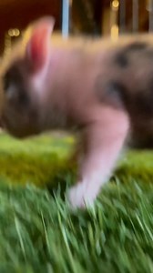 Tonight is our designated homework night for our strategic planning class, so 2 hours ago I came out to clean and tuck in Buddy, Finn, Dolly, Rose and the babies. After I tucked in the babies, they decided they wanted to rage, so I decided I’d carpet clean their area and change out their bedding. I tucked them back in and was leaving when I heard momma Rose pouting at her gate. I decided to take her outside for a little while, we got back in and the piglets are raging again running all over the 