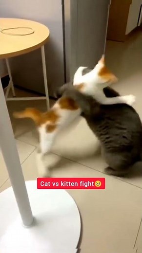 Funny Cats Reels 😅😍 | Cat Fight & Comedy Moments 2025