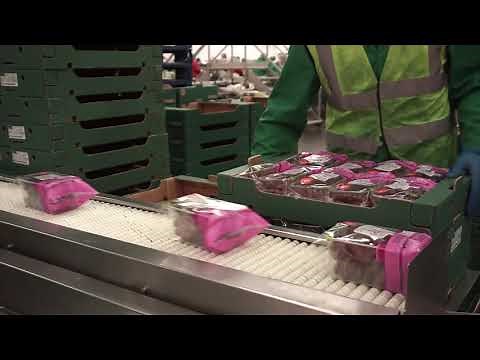 End of Line soft touch conveyor from MARCO