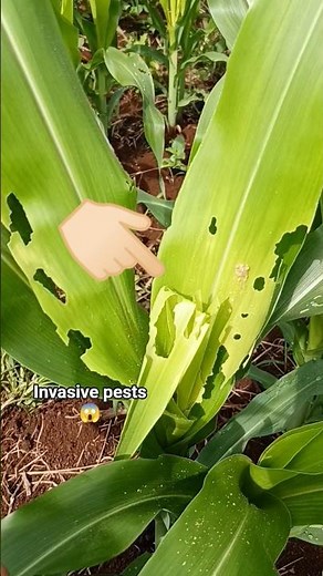 invasive pests in corn plants #insects #caterpillar #pests