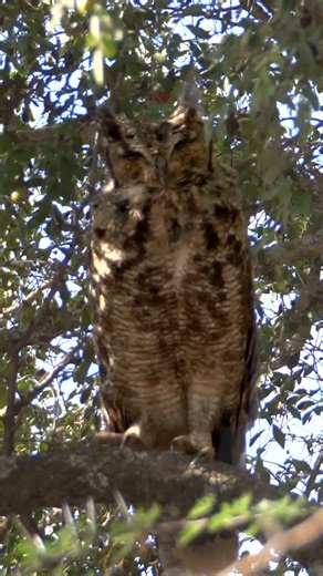 Greyish Eagle-Owl Sound #shorts