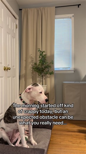 Eddie N Chooch | Daddy/daughter day ❤️🐶 | Instagram