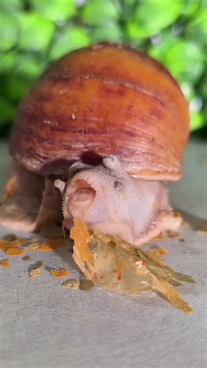 Regardez comment mon escargot géant mange 🐌 Giant Snail Eating
