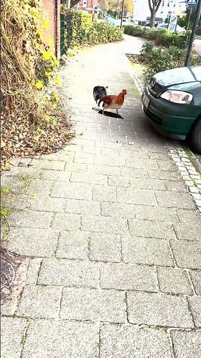 Blender #blenderart #creativeblender #cgi #animals