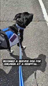 High risk dog gets adopted, then becomes a service dog at a children's hospital ❤️