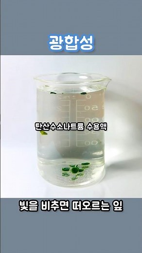 #시금치 #광합성 #산소 #이산화탄소 #탄산수소나트륨 #Spinach #Photosynthesis