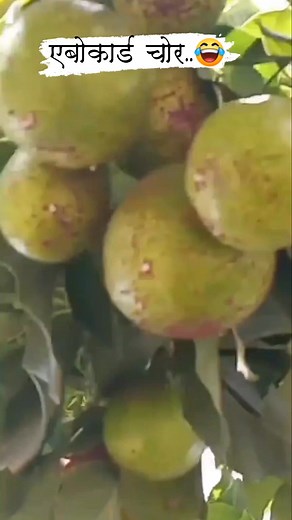 24 reactions | मेरो बारीको एबोकार्ड चोर लाई त म... #reelschallenge #facebookreelsviral #fypシ゚viralシ #facebookpostシ #foryouシ #reelsviralシ #funny #comedy #reelsfypシ #viralreelschallenge #viralvideoシfyp | Madan Kadel | Facebook