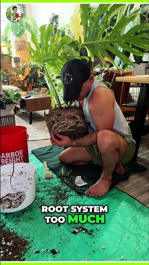 Amazing Monstera Thai Constellation Transformation: Six Months of Growth!