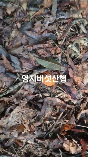 영지버섯산행