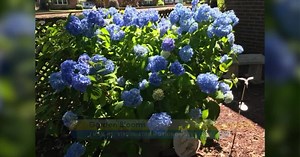 Beautiful blooms to brighten our week