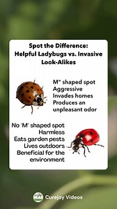 466K views · 543 reactions | Not all ladybugs are the same! Look closely: those with an "M" shaped spot are invasive and can be aggressive, often invading homes and releasing an unpleasant odor. On the other hand, ladybugs without the "M" are harmless, beneficial for your garden, and help control pests. A small difference that makes a big impact!  | Curejoy Videos | Facebook