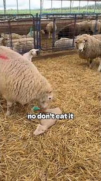 SOMEONE BROKE HIS LEG!!!! #sheep #lambing #farming