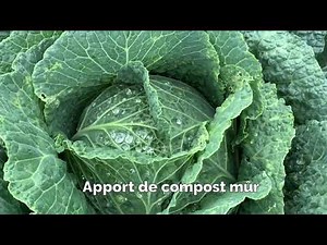 Bien utiliser le compost dans votre jardin nourricier