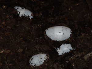 Fierce and Feisty Cuban Crocodiles First to Hatch at the Zoo in 24 Years